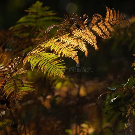 Beautiful Autumn Fall Fern In The Golden Sun Light Stock Photo Image