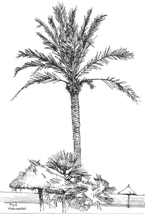 Palm Tree Sketch Free Palm Tree Drawing Hands Onholi