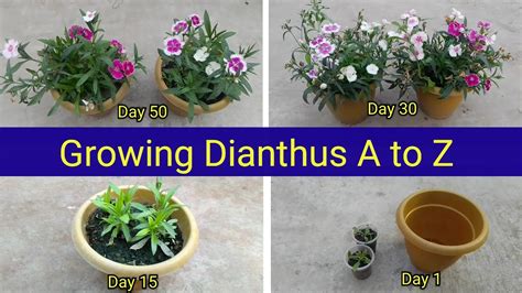 How To Grow Dianthus From Planting To Blooming Care Fertilization And