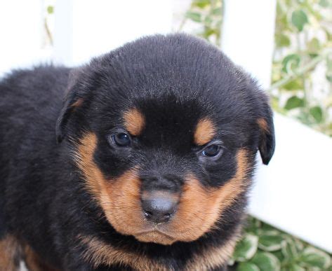 However free rottweilers are a rarity as rescues usually charge a if you are interested in other breeds or need to look for rottweiler puppies in other states please use the search option. Lexi - A dashing female AKC Rottweiler pupper in Indiana. Find cute Rottweiler puppies and ...