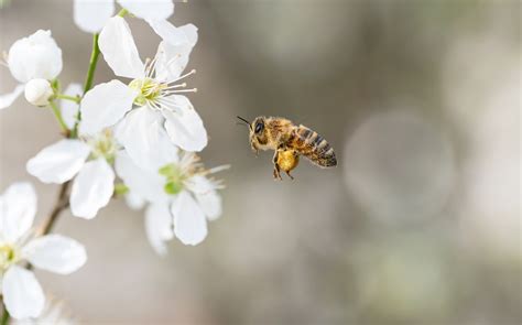 How Do Bees Fly Mystery Or Mechanics Honey Bee Journey