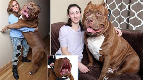 Hulk The Worlds Biggest Pit Bull With A 28 Inch Wide Head