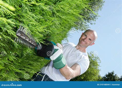 Man Cutting A Hedge Stock Photo Image Of Shaping Profession 210148044