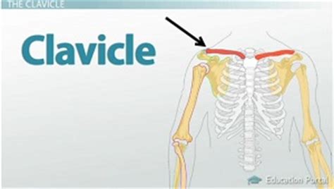 This article concerning the anatomy of the head and neck area gives you a clear structure at hand to sternum definition and function the sternum or breastbone is a vertical flat bone lying at the anterior middle part of the chest. Clavicle: Definition & Fracture Treatment | Study.com