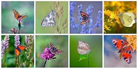 Butterflies Mondays Free Daily Jigsaw Puzzle Play Free Daily