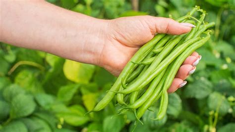 what are the health benefits of beans