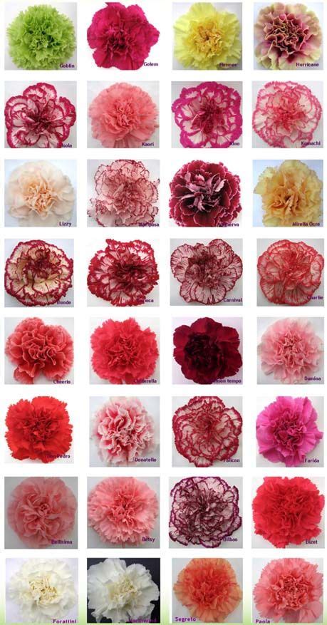 Carnation Color Guide Carnation Colors Carnation Flower Carnations