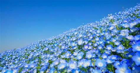 I was fortunate to have arrived in japan during peak time of the baby blue flowers in late april. 히타치 해변 공원 일일 봄꽃 투어 (신주쿠 출발)