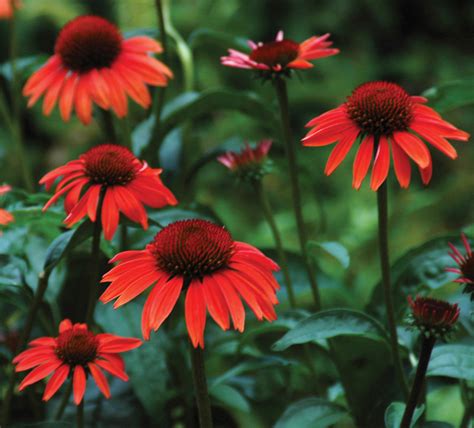 Aug 21, 2020 · coneflowers are popular perennials with good reason. Garden Housecalls - Coneflower Big Sky series