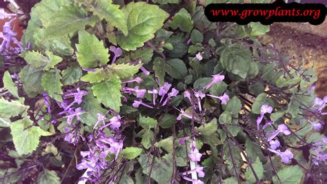 Learning how to prune lavender correctly will keep its growth under control. Mona lavender - How to grow & care