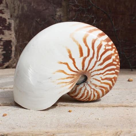 Nautilus Shell Natural Seashells Beach Shells