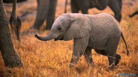 Discover More Than 79 Animated Elephant Wallpaper Super Hot