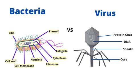 Difference Between Viruses And Bacteria