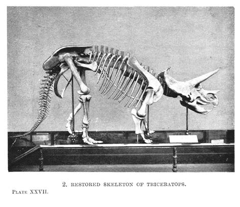 Dinosaur Skeletal Reconstruction Prehistoric Animal Bones Triceratops