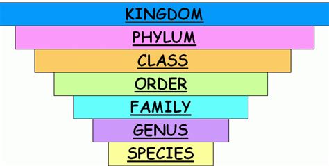 Levels Of Classification