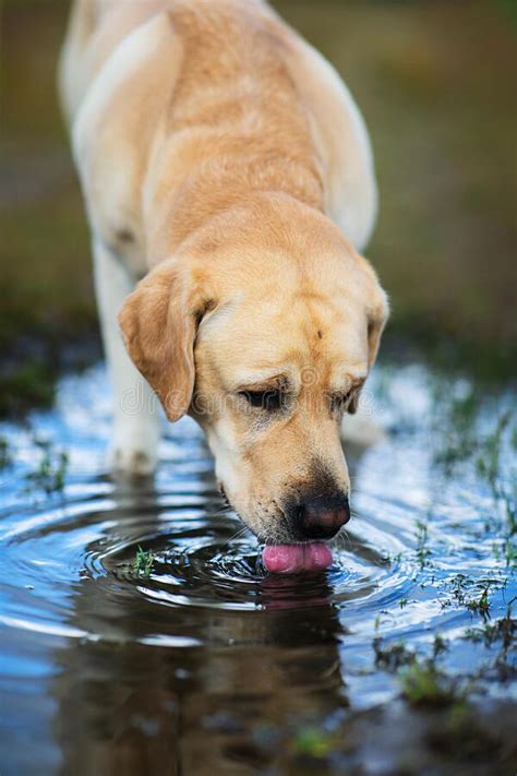 A dog should never go more than one full day without water. Labrador Retriever Dog Drinking Water From Puddle Stock ...