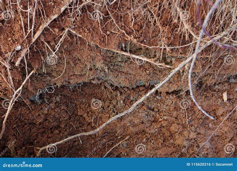 Clay Soil Roots Soil Science Stock Photo Image Of Profile Material
