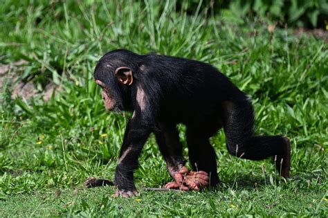 Chimpanzee Monkey Primate Free Photo On Pixabay Pixabay