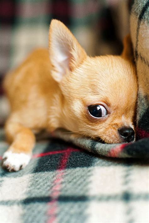 Pictures Of Cute Chihuahua Puppies Pets Lovers