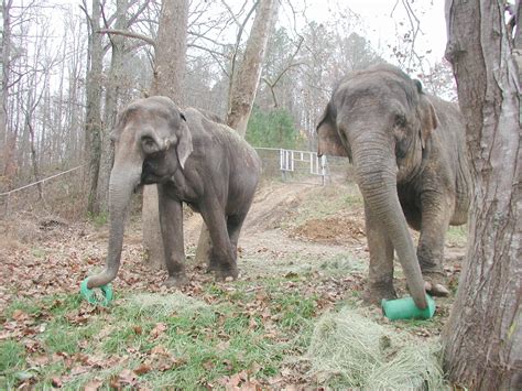 History The Elephant Sanctuary In Tennessee