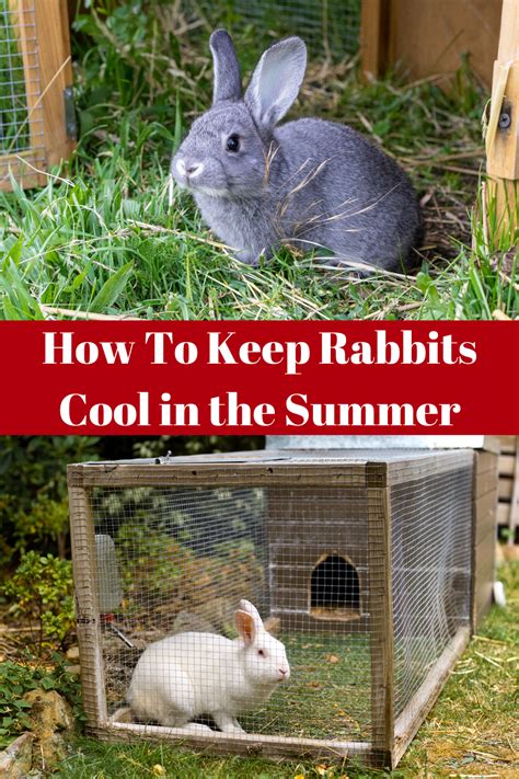 I Have A Few Simple Tricks On Keeping Your Rabbits Cool In Temperatures