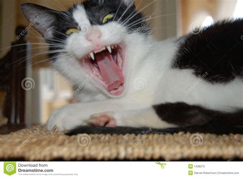 Cat With Scary Face Stock Image Image Of Funny Sharp