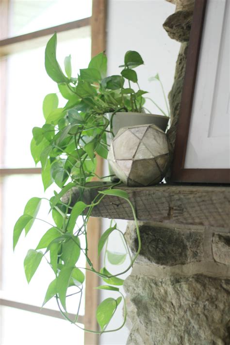 Easiest Indoor Plants That Purify The Air Primally Inspired
