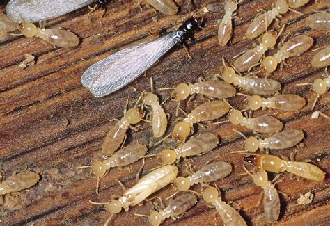 Termite Inspection And Treatment Columbus Indiana