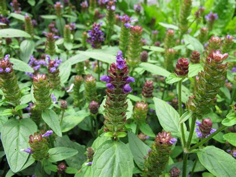 Self Heal Live Herb Plant Prunella Vulgaris Sow Exotic