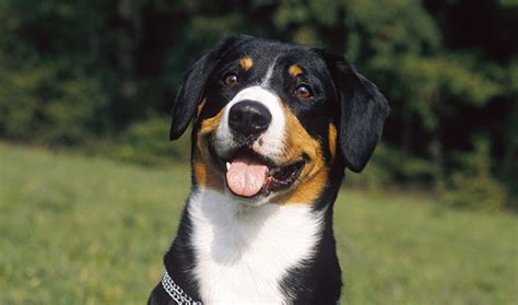 10 Things You Didnt Know About The Entlebucher Mountain Dog
