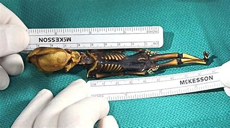 Atacama Humanoid The Alien Looking Skeleton Determined To Be A