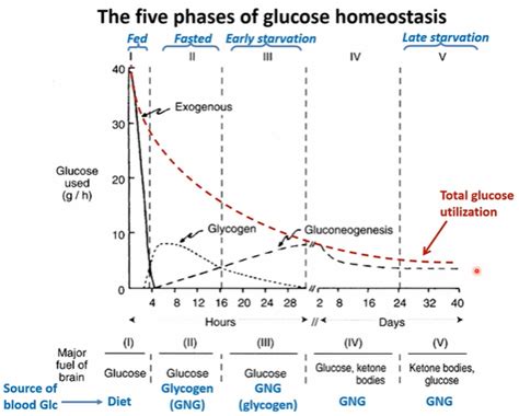Stages Of Glucose Homeostasis Diagram Quizlet