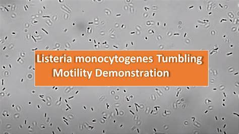Listeria Monocytogenes Tumbling Motility Observation At 1600x Youtube