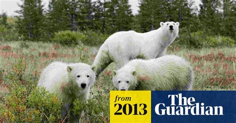 Polar Bear Attacks Scientists Warn Of Fresh Dangers In Warming Arctic