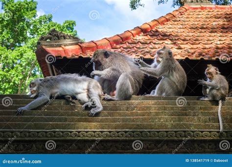 Monkeys On A Temple Roof In The Monkey Forest Ubud Bali Indonesia