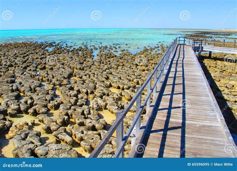 Stromatolites Shark Bay Western Australia Stock Image Image Of