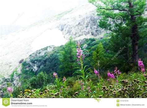 Beautiful Purple Flowers In A Mountain Area Stock Image Image Of
