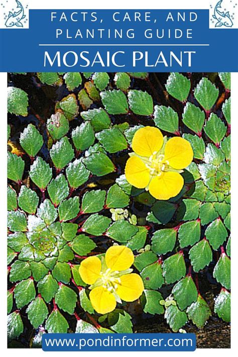 How To Plant And Grow Mosaic Plant Ludwigia Sedioides Plants Bog