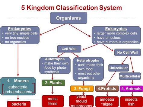 5 Kingdoms Of Classification 2019 Taxonomy Biology Science Websites