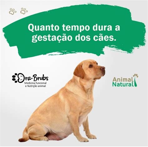 Quanto Tempo Dura Menstruação De Cachorro