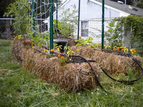 Straw Bale Gardening 101 How To Start This At Home