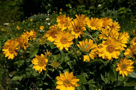 Free photo: Yellow Mountain Flowers - Flowers, Mountain, Wild - Free ...