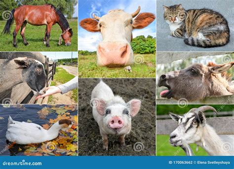 Collage Different Farm Animals Cow With Pig Horse And Donkey Goose