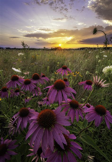 A Midwestern Sunset And Wildflowers In Ne Iowa 3900x5635 Nature