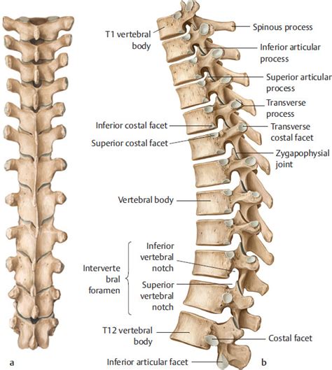 Thoracic Spine Labeled