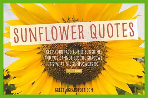 57 Sunflower Quotes To Find Light And Spread Happiness