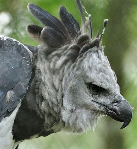 Harpy Eagle Harpy Eagle Birds Of Prey Pet Birds