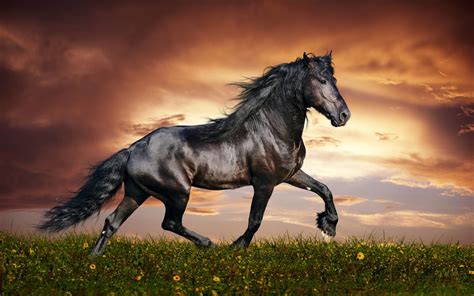 Our team searches the internet for the best and latest background wallpapers in hd quality. Horse Desktop Backgrounds ·① WallpaperTag