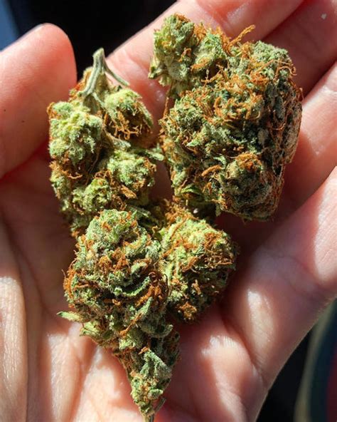 Platinum Kush Review Everything You Need To Know And More Weed Republic