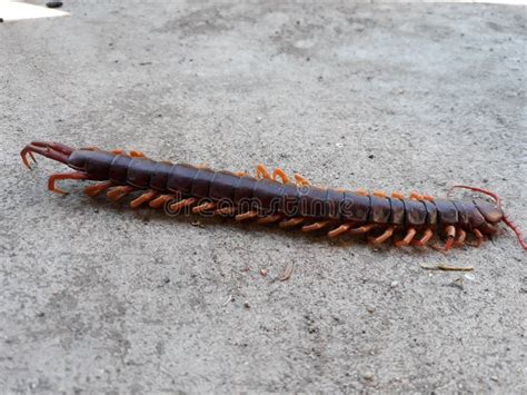 Centipedes Are Invertebrates In The Chilopoda Class Located In The